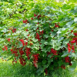 Red Currant Live Plant - Cold Hardy Fruiting Shrub 6-12
