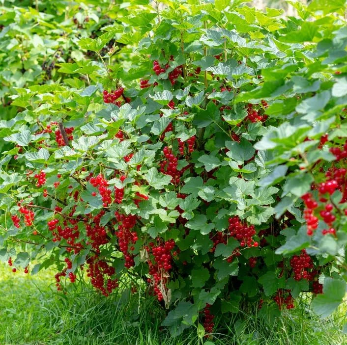 Red Currant Live Plant - Cold Hardy Fruiting Shrub 6-12" Tall, Zones 3-8 - Image 4