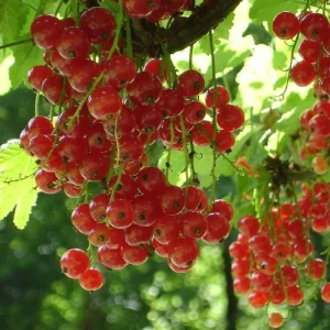 Red Currant Live Plant - Cold Hardy Fruiting Shrub 6-12