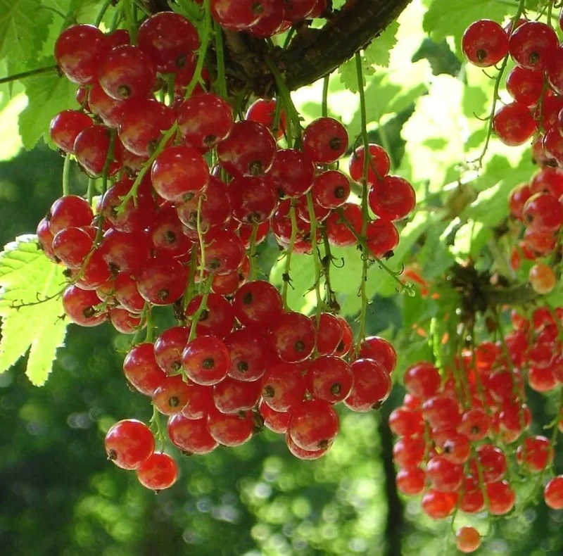 Red Currant Live Plant - Cold Hardy Fruiting Shrub 6-12" Tall, Zones 3-8 - Image 5