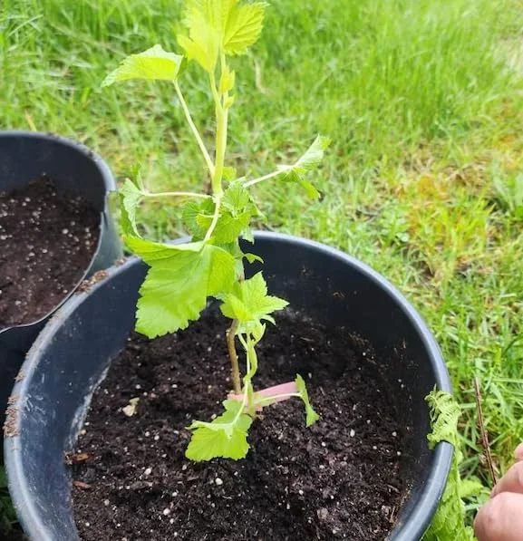 Red Currant Live Plant - Cold Hardy Fruiting Shrub 6-12" Tall, Zones 3-8 - Image 6