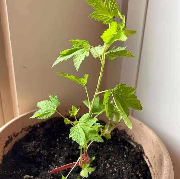 Red Currant Live Plant - Cold Hardy Fruiting Shrub 6-12" Tall, Zones 3-8 - Image 8