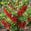 Red Currant Live Plant - Cold Hardy Fruiting Shrub 6-12" Tall, Zones 3-8 - Image 1