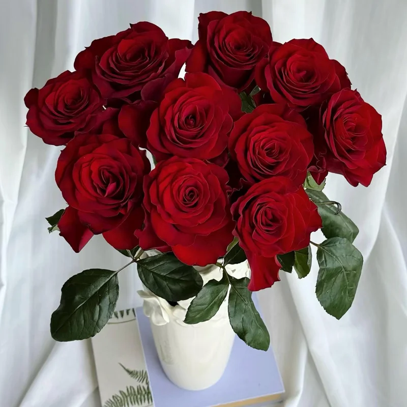 Red Cut Rose Live Plant – Deep Red Cupped Flowers – Disease Resistant, Outdoor - Image 2