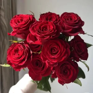 Red Cut Rose Live Plant – Deep Red Cupped Flowers – Disease Resistant, Outdoor - Image 3