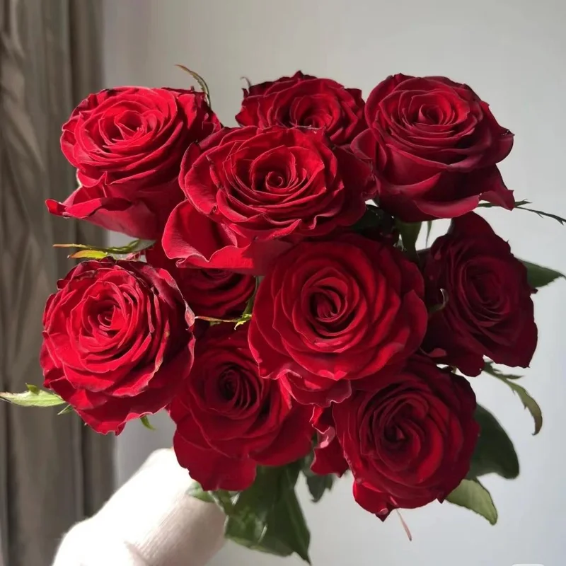 Red Cut Rose Live Plant – Deep Red Cupped Flowers – Disease Resistant, Outdoor - Image 3