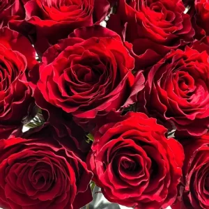 Red Cut Rose Live Plant – Deep Red Cupped Flowers – Disease Resistant, Outdoor - Image 4