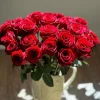 Red Cut Rose Live Plant – Deep Red Cupped Flowers – Disease Resistant, Outdoor - Image 1