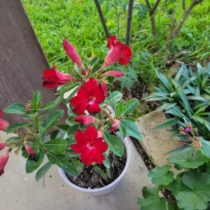 Red Double Desert Rose Live Plant - Healthy Adenium Obesum - Image 2