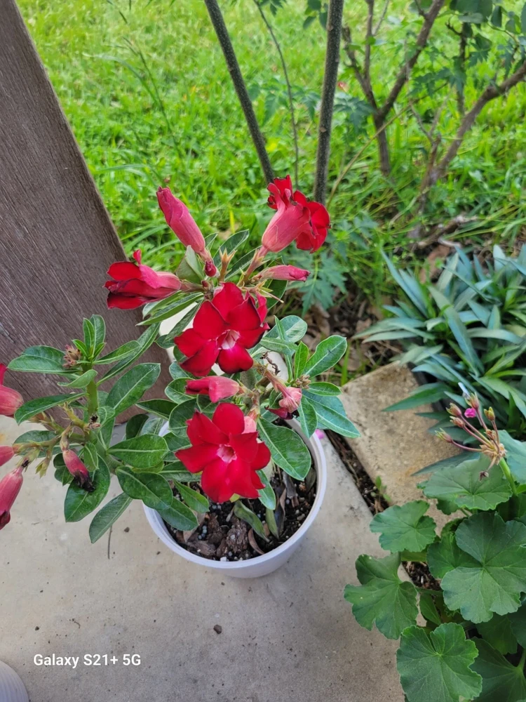 Red Double Desert Rose Live Plant - Healthy Adenium Obesum - Image 2