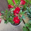 Red Double Desert Rose Live Plant - Healthy Adenium Obesum - Image 1