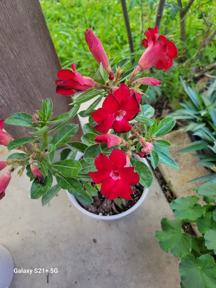 Red Double Desert Rose Live Plant - Healthy Adenium Obesum - Image 1