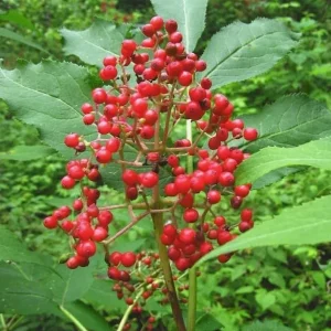 Red Elderberry Live Plant – American Elderberry Bush 5-8