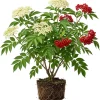 Red Elderberry Live Plant – American Elderberry Bush 5-8" Tall in 4" Pot – Outdoor Shrub - Image 1