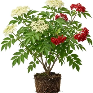 Red Elderberry Live Plant – American Elderberry Bush 5-8