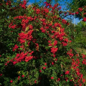 Red Elderberry Live Plant – American Elderberry Bush 5-8