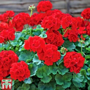 Red Geranium Pelargonium Live Cuttings - 3 Unrooted 6