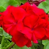Red Geranium Pelargonium Live Cuttings - 3 Unrooted 6" Plants - Image 1