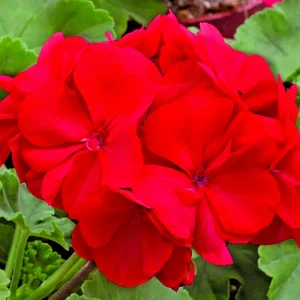 Red Geranium Pelargonium Live Cuttings - 3 Unrooted 6