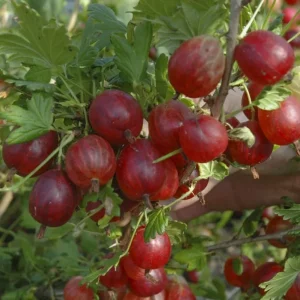 Red Gooseberry Bush Live Plant 6-12