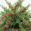 Red Gooseberry Bush Live Plant 6-12" Tall - Cold Hardy Fruiting Shrub - Image 1