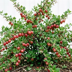 Red Gooseberry Bush Live Plant 6-12