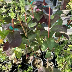 Red Guava Live Plant - 18" Psidium Fruit Tree, Edible, Indoor/Outdoor - Image 2