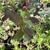 Red Guava Live Plant - 18" Psidium Fruit Tree, Edible, Indoor/Outdoor - Image 1