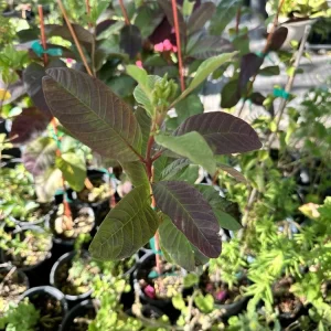 Red Guava Live Plant - 18" Psidium Fruit Tree, Edible, Indoor/Outdoor - Image 1