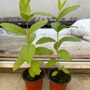 Red Guava Live Plant – 4 inch Pot, 8-10 inches Tall – Sweet & Delicious Fruit Tree - Image 2