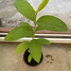 Red Guava Live Plant – 4 inch Pot, 8-10 inches Tall – Sweet & Delicious Fruit Tree - Image 3