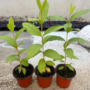 Red Guava Live Plant – 4 inch Pot, 8-10 inches Tall – Sweet & Delicious Fruit Tree - Image 1