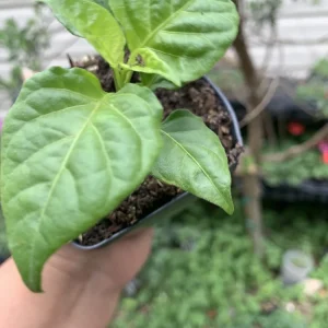Red Habanero Reaper Pepper Live Plant - Super Hot, 6 Inches Tall, Potted - Image 3