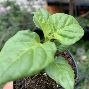 Red Habanero Reaper Pepper Live Plant - Super Hot, 6 Inches Tall, Potted - Image 1