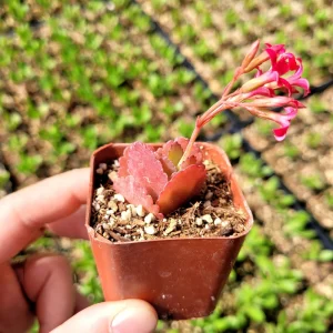 Red Kalanchoe longiflora coccinea Live Plant – Tugela Cliff-Kalanchoe – 2 Inch Potted Succulent - Image 2