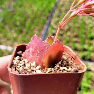 Red Kalanchoe longiflora coccinea Live Plant – Tugela Cliff-Kalanchoe – 2 Inch Potted Succulent - Image 3