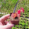 Red Kalanchoe longiflora coccinea Live Plant – Tugela Cliff-Kalanchoe – 2 Inch Potted Succulent - Image 1