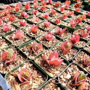 Red Kalanchoe longiflora coccinea Live Plant – Tugela Cliff-Kalanchoe – 2 Inch Potted Succulent - Image 4