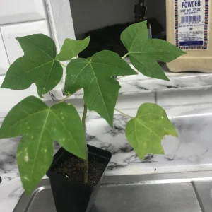 Red Lady Papaya Live Plant - Sweet Edible Tropical Fruit Tree - Outdoor - Image 2