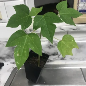 Red Lady Papaya Live Plant - Sweet Edible Tropical Fruit Tree - Outdoor - Image 3