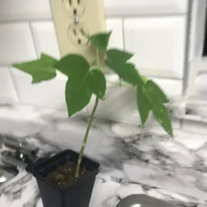 Red Lady Papaya Live Plant - Sweet Edible Tropical Fruit Tree - Outdoor - Image 4