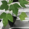 Red Lady Papaya Live Plant - Sweet Edible Tropical Fruit Tree - Outdoor - Image 1