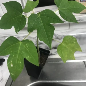 Red Lady Papaya Live Plant - Sweet Edible Tropical Fruit Tree - Outdoor - Image 1