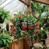 Red Lipstick Plant Live - Aeschynanthus Trailing Houseplant 4" Pot Indoor - Image 1