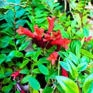 Red Lipstick Plant Live - Aeschynanthus Trailing Houseplant 4