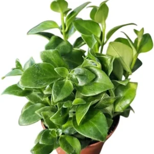 Red Lipstick Plant Live - Aeschynanthus Trailing Houseplant 4