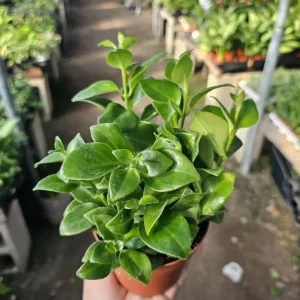 Red Lipstick Plant Live - Aeschynanthus Trailing Houseplant 4