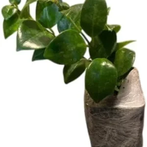 Red Lipstick Plant Live Houseplant - Aeschynanthus Trailing Plant 2