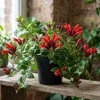 Red Lipstick Plant Live Houseplant - Aeschynanthus Trailing Plant 2" Pot - Image 1