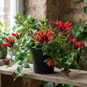 Red Lipstick Plant Live Houseplant - Aeschynanthus Trailing Plant 2
